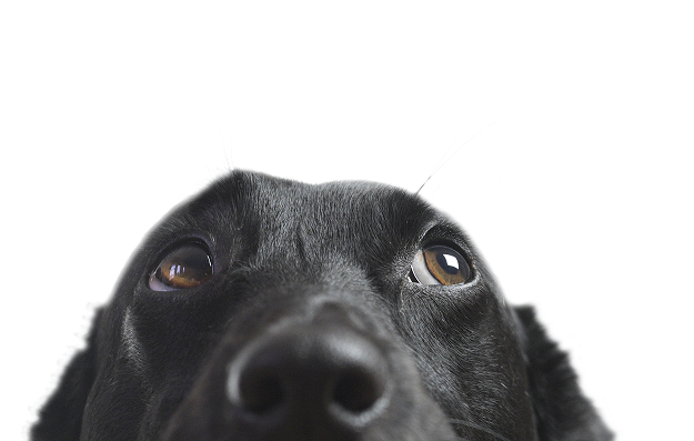黒い犬