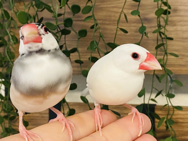 指に乗る2羽の文鳥