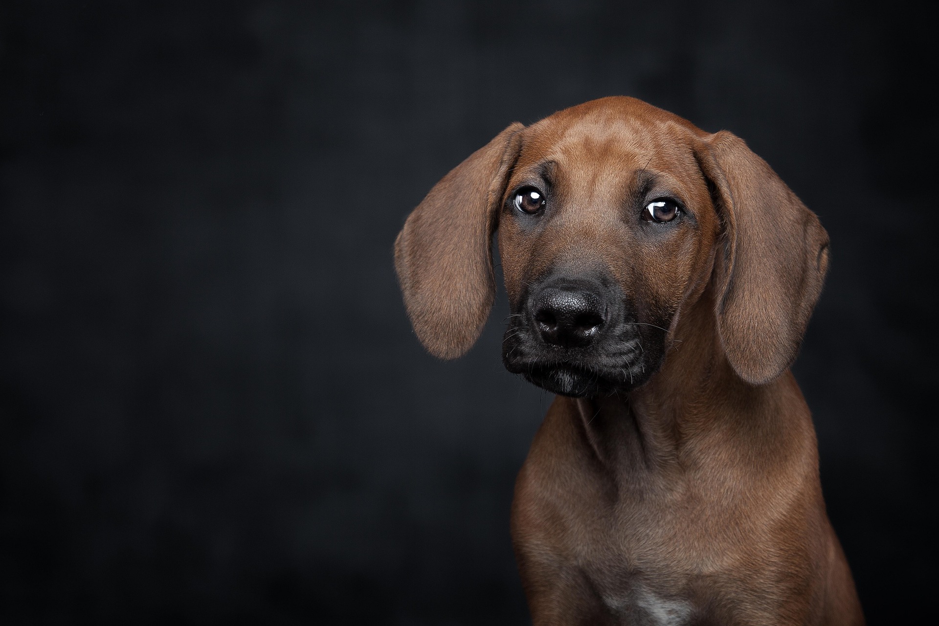暗い背景でこちらを見つめる茶色の子犬