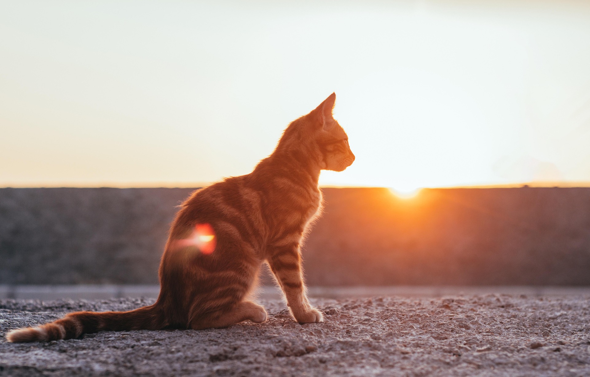 夕日を見つめる猫