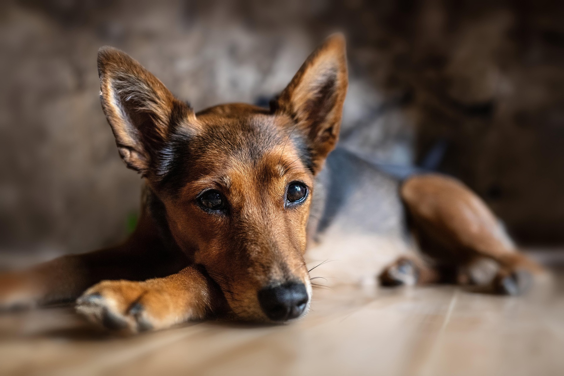床に伏せて静かにこちらを見る犬