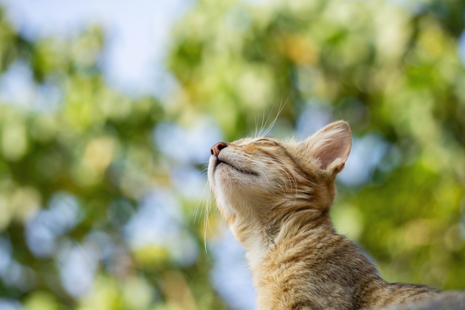 空を見上げて目を閉じる猫