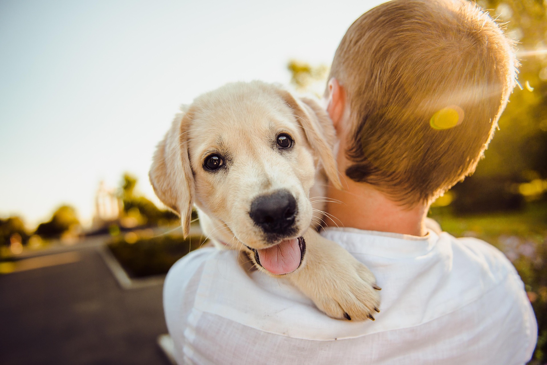 夕日の中で子犬を抱きかかえる人