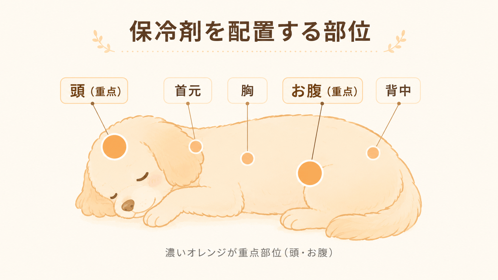 保冷剤を配置する部位を示したイラスト。頭とお腹が重点部位