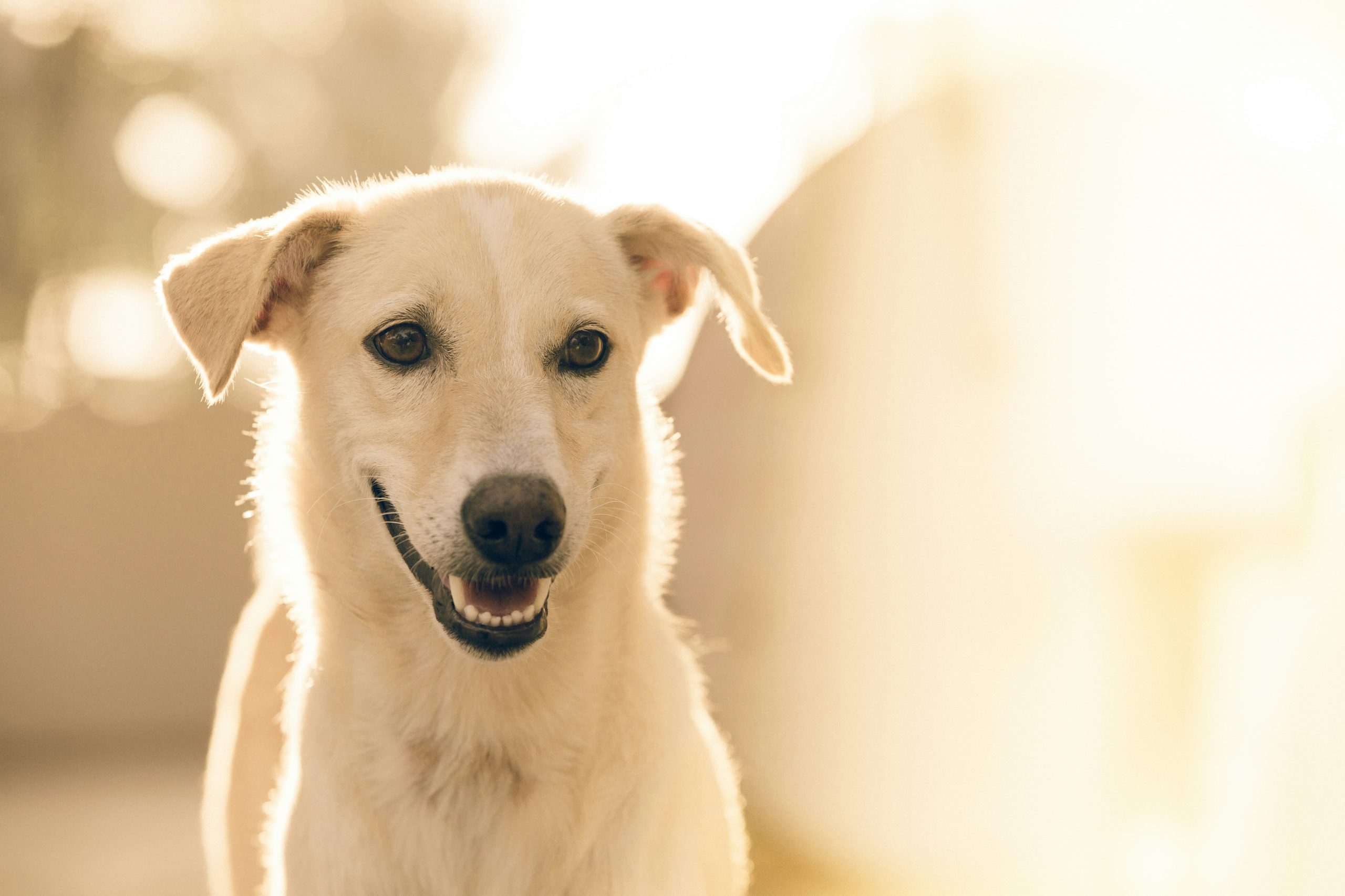 穏やかな表情の犬