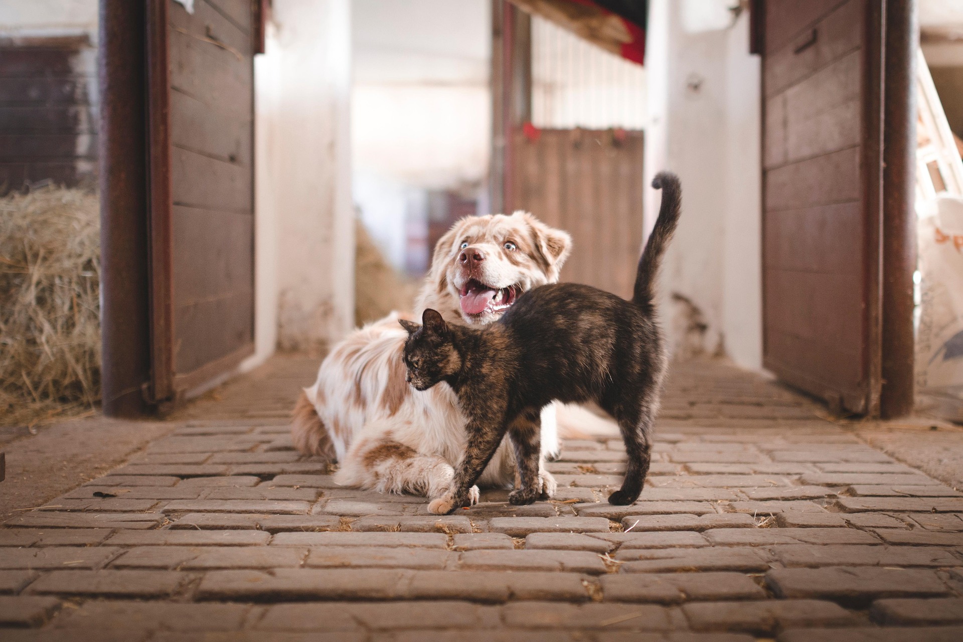 寄り添う犬と猫