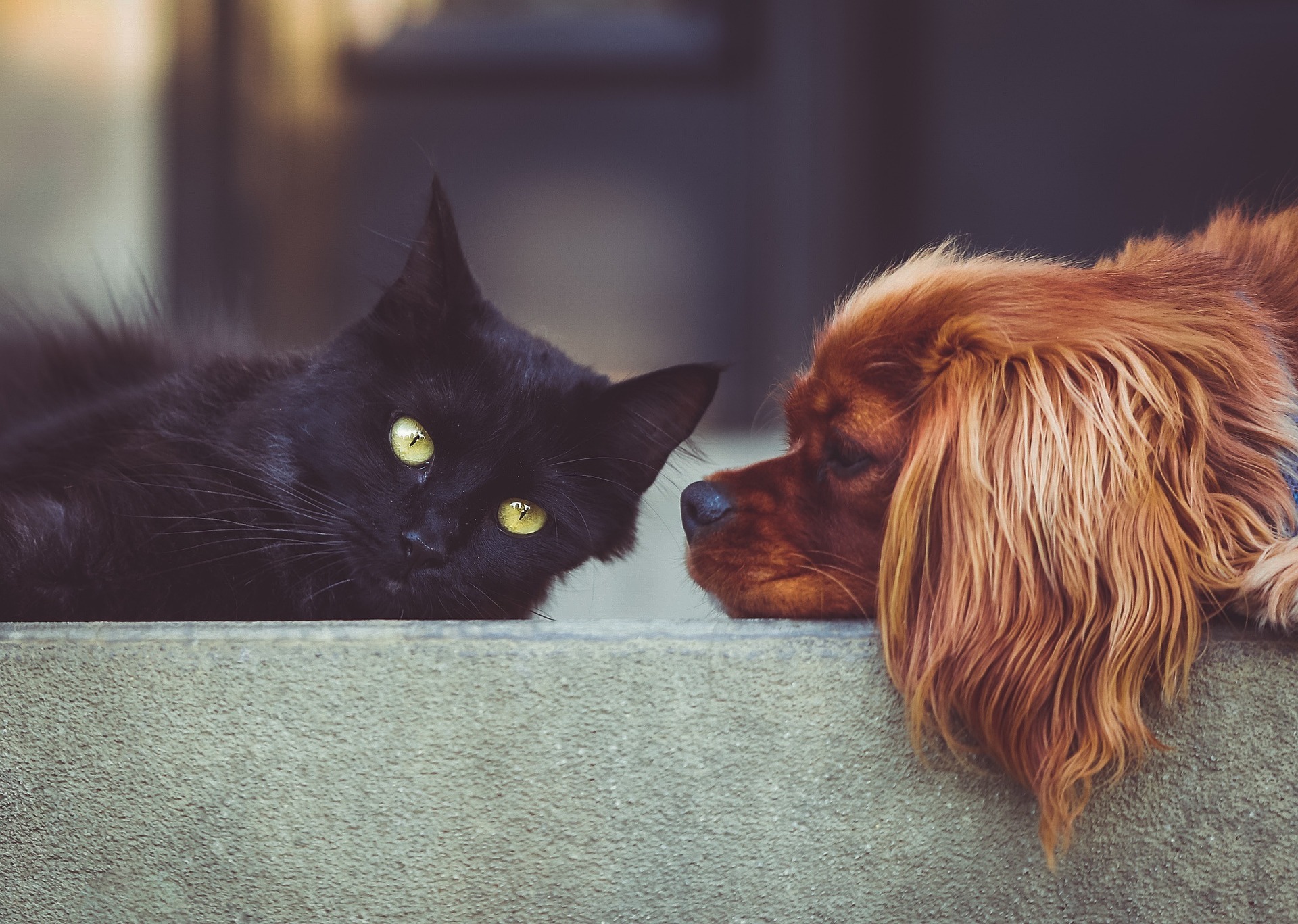 棺に入れるものを考えるイメージ（黒猫と犬）