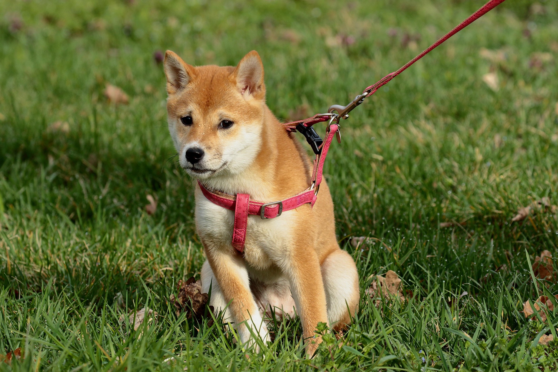 赤いハーネスとリードを着けた柴犬