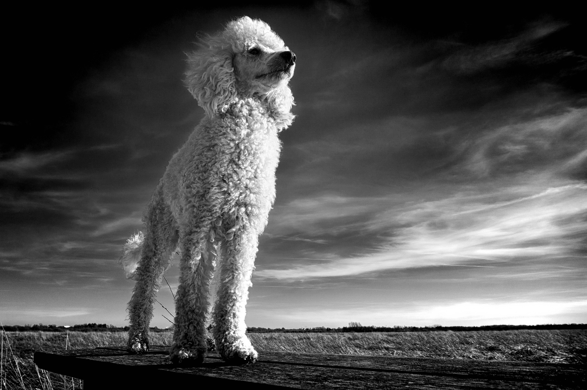 空を見上げるプードルのモノクロ写真