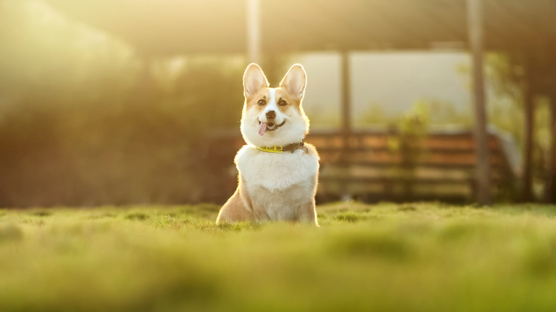 夕日の中で座るコーギー