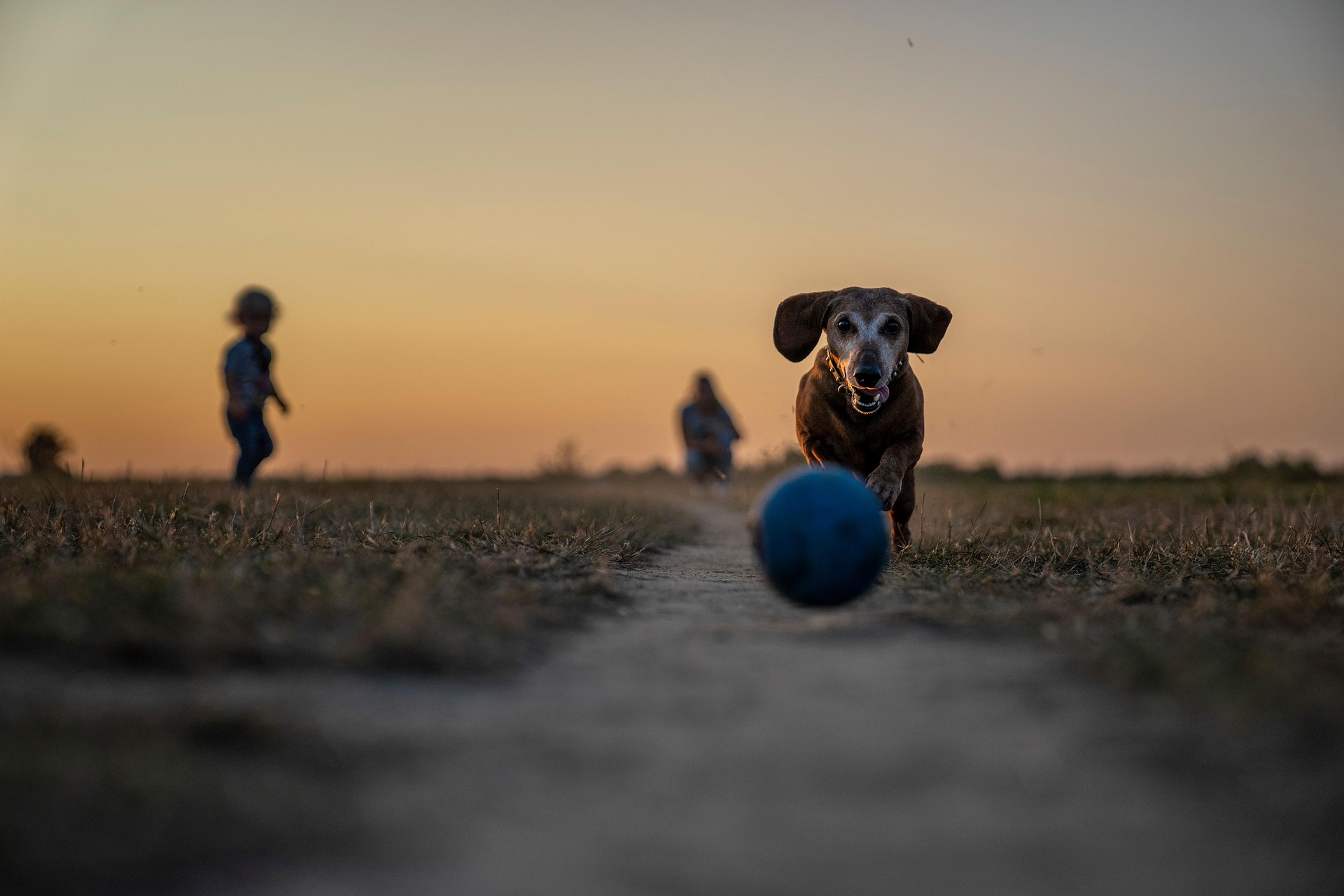 犬