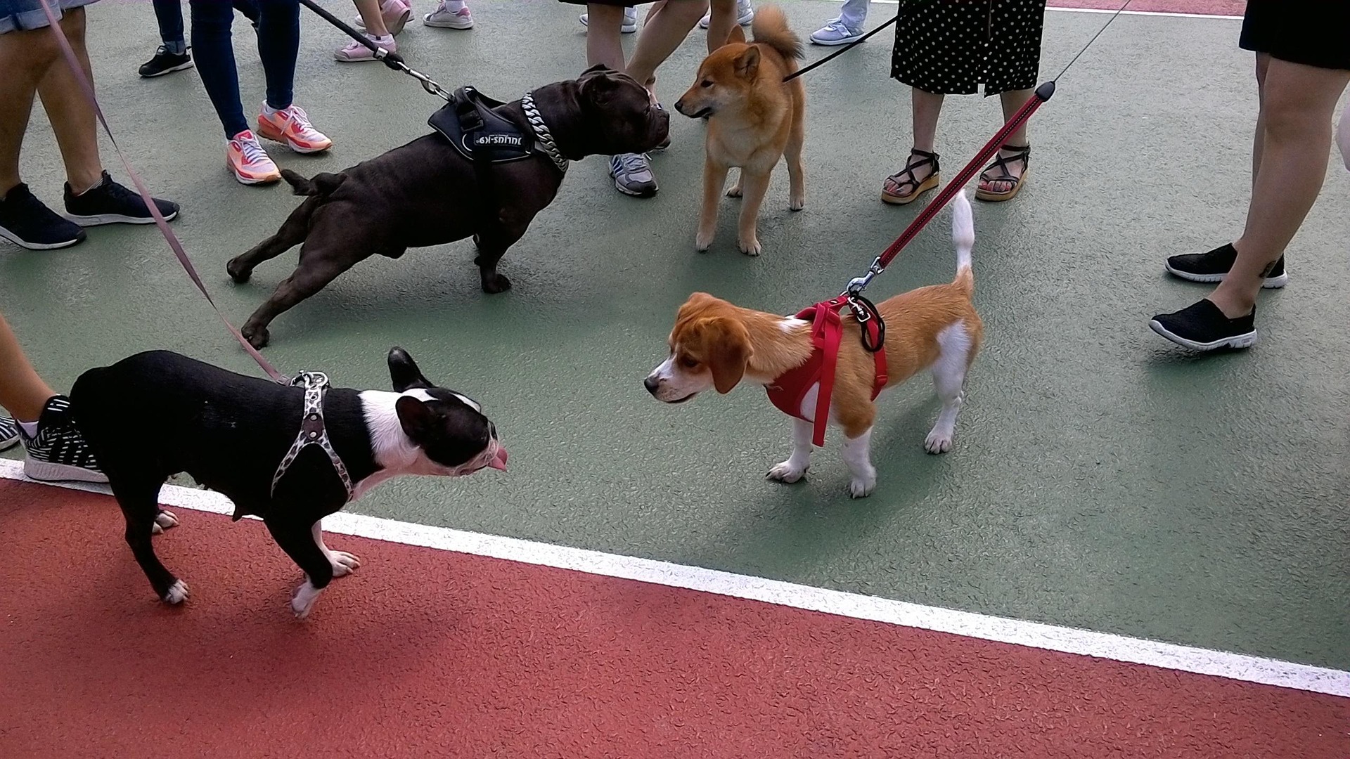 犬の寿命ガイド