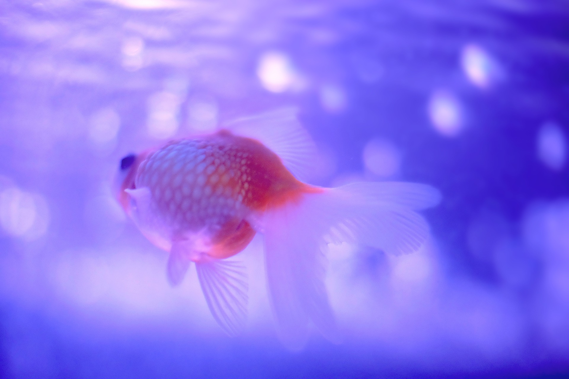 水槽で泳ぐ金魚
