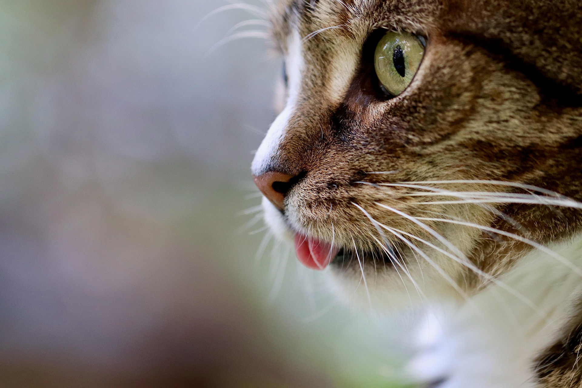 遠くを見つめるキジ白の猫