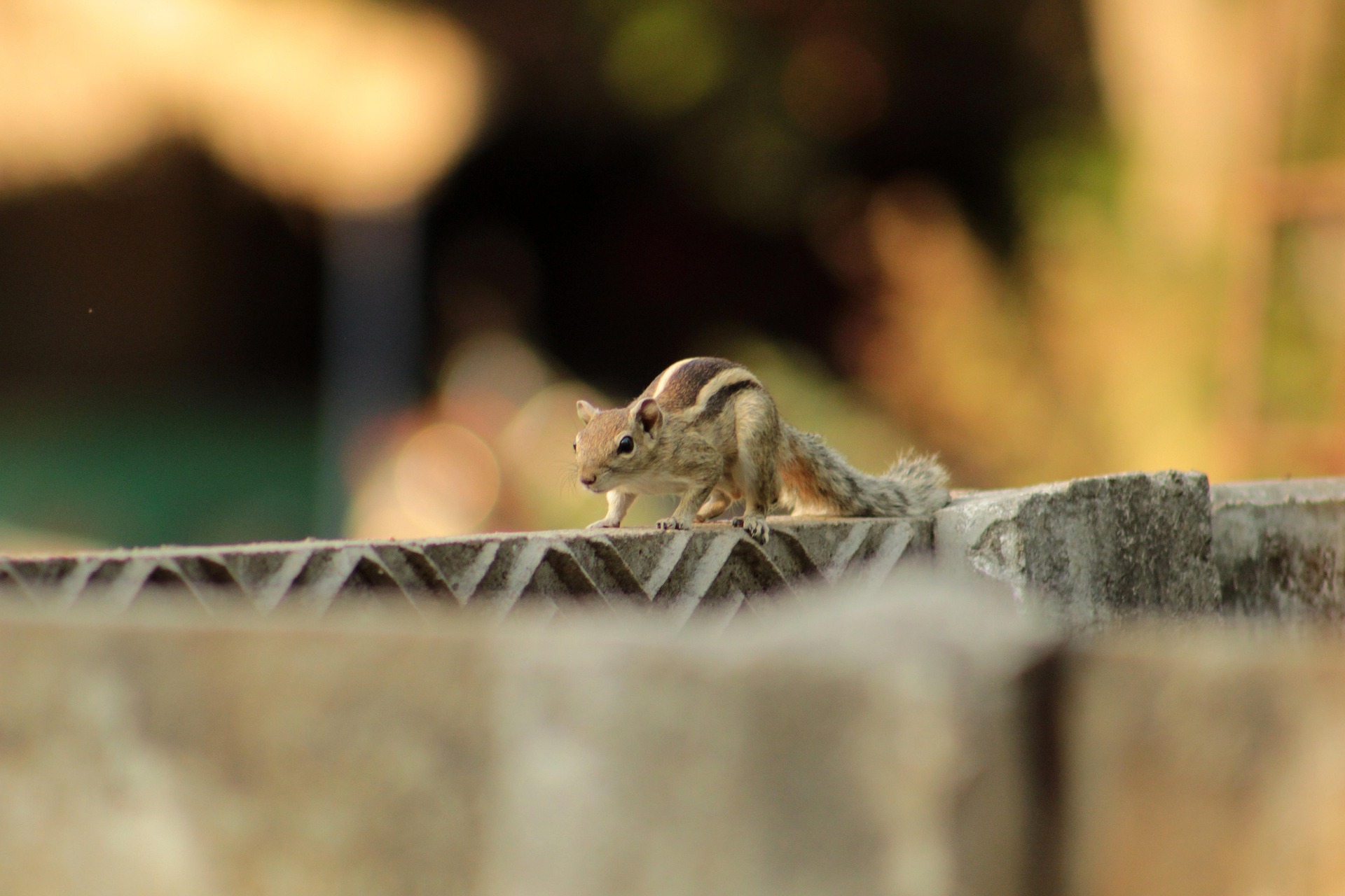 木の上でくつろぐリス