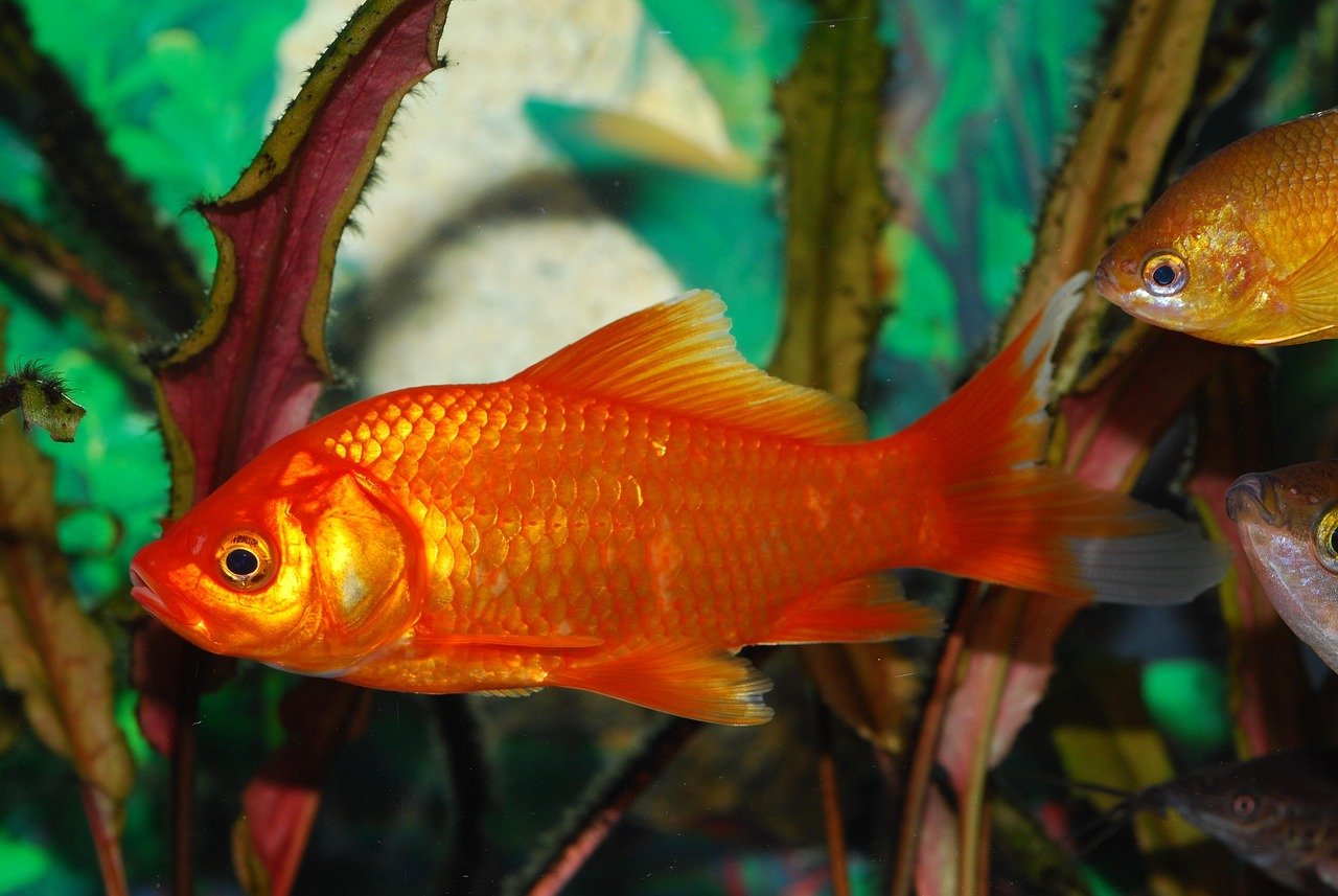 水草の間を泳ぐ赤い金魚