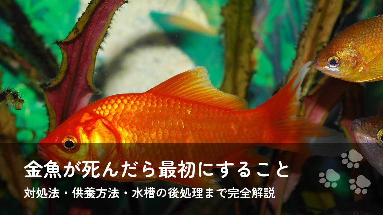 金魚が死んだら最初にすること｜対処法・供養方法・水槽の後処理まで完全解説