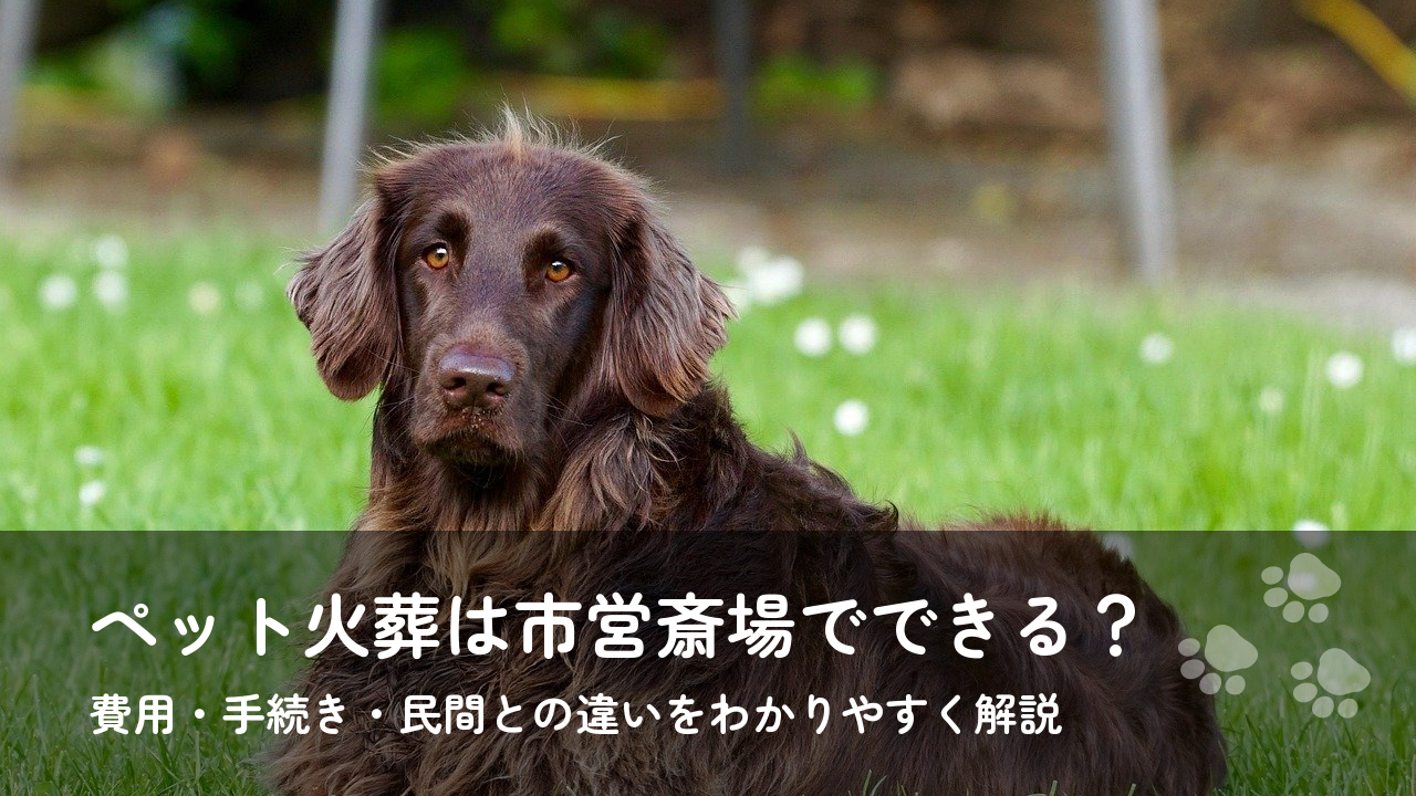ペット火葬は市営斎場でできる？費用・手続き・民間との違いをわかりやすく解説
