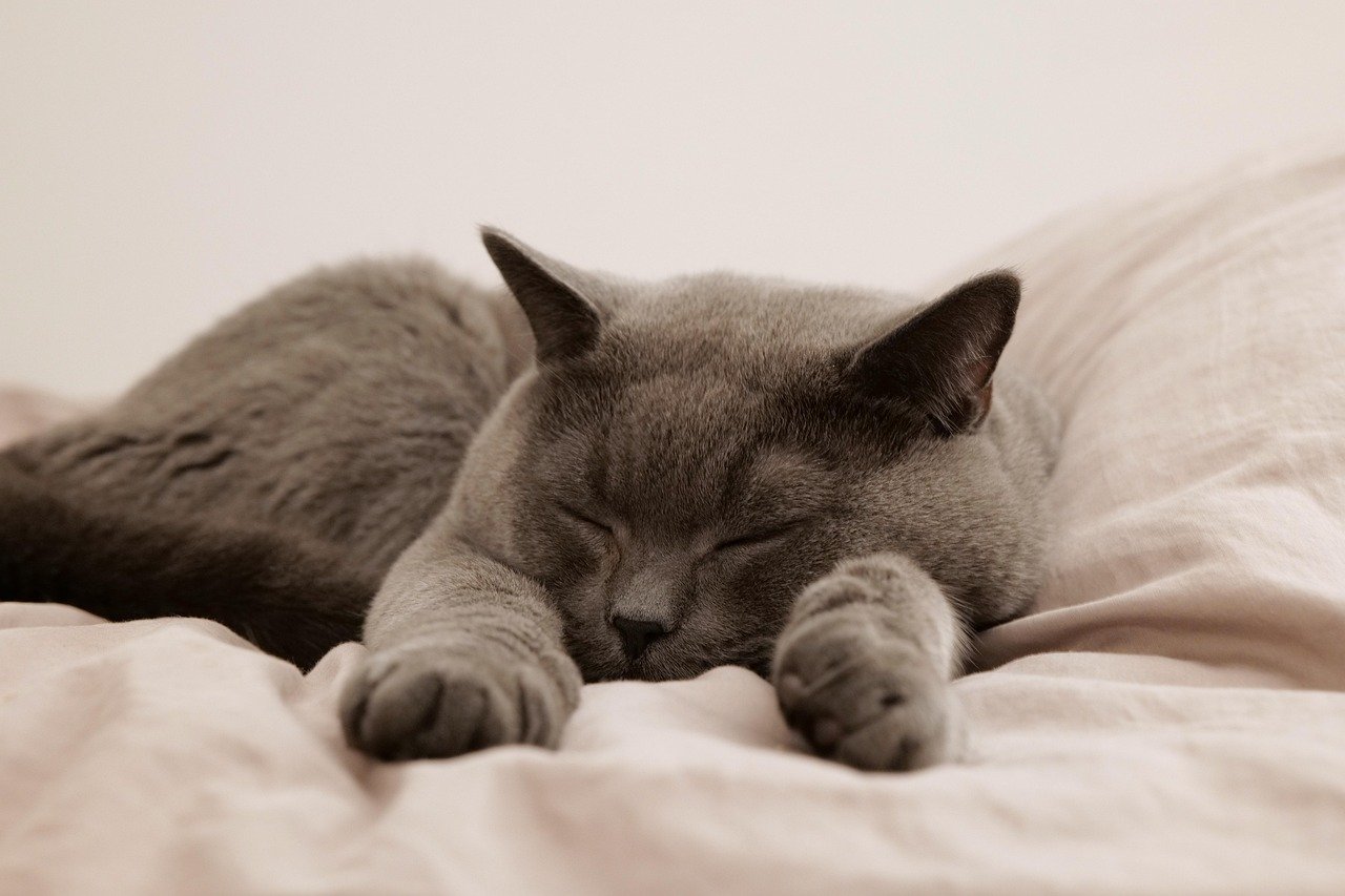 布団の上で眠るグレーの猫