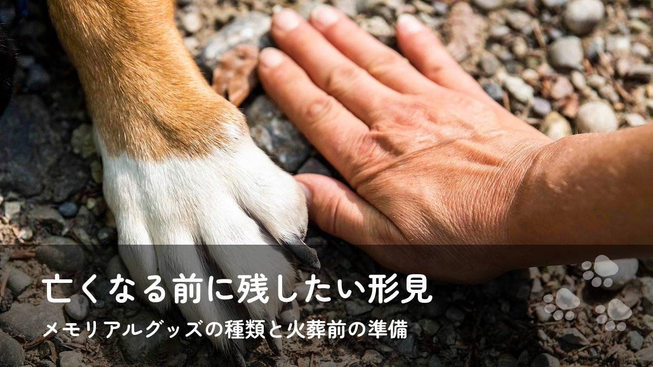 ペットが亡くなる前に残したい形見｜メモリアルグッズの種類と火葬前にしかできない準備