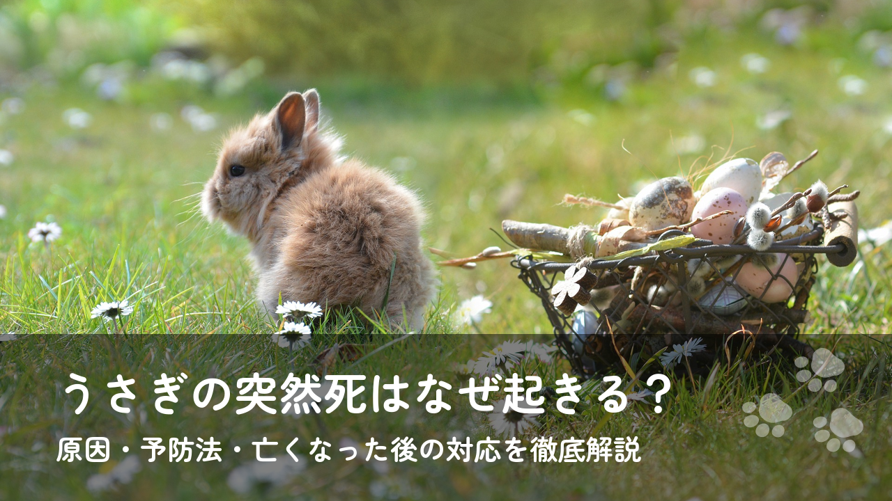 うさぎの突然死はなぜ起きる？原因・予防法・亡くなった後の対応を徹底解説