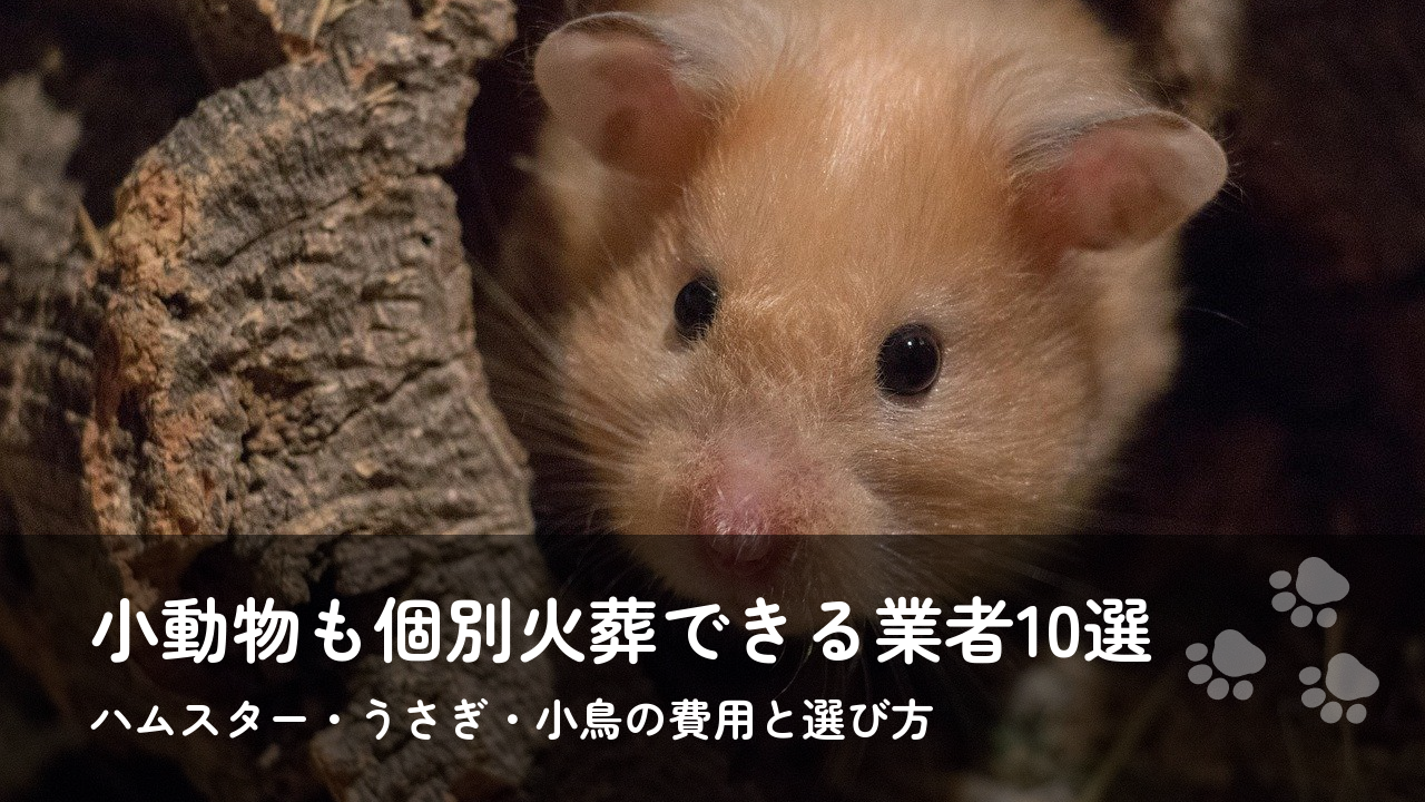 ハムスター・うさぎ・小鳥も個別火葬できる業者10選｜小動物の火葬費用と選び方